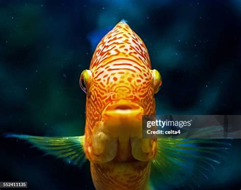 6,758 Fish Front View Stock Photos, High.